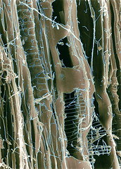 1-rotten-wood-sem-dr-jeremy-burgess