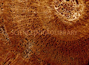B7250310-Wood_structure2C_SEM-SPL