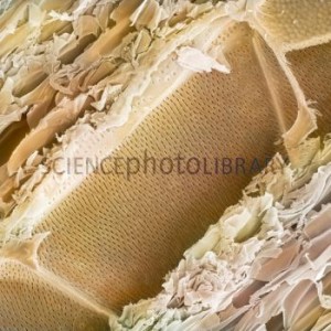 C0016298-Balsa_wood_structure2C_SEM-SPL