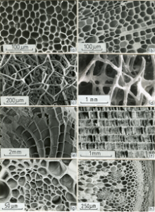 CellularSolidsinNature
