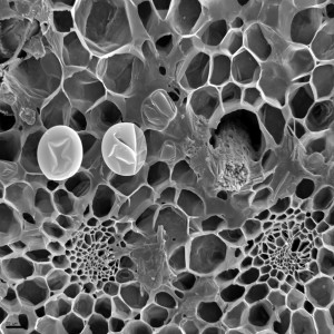 Polygonatum_multiflorum-SEM4