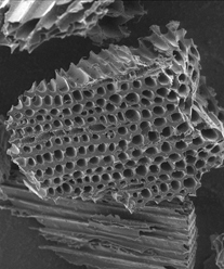 RTEmagicC_Sunmark_Doug_Fir_SEM_image.png
