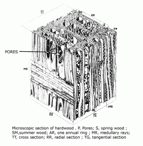 WoodPoresL