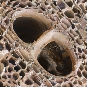 balsa-wood-structure--ochroma-pyramidale--80200228-l