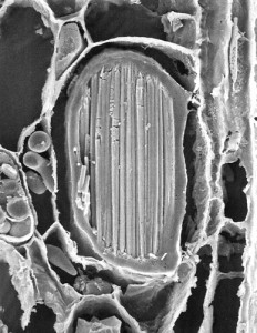 biological-photographs-dd
