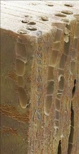 elm-wood-block--ulmus-procera--80019564-m