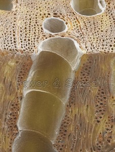 elm-wood-section--ulmus-procera--80019572-l
