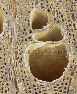 elm-wood-section--ulmus-procera--80019575-l