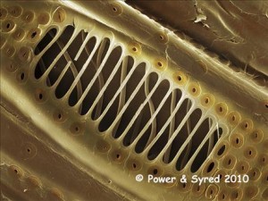 holly-wood-xylem-vessels-sem-80201069-m