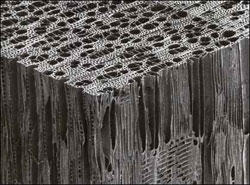 micrograph-beech-wood-14179-1