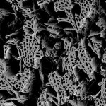 wood_sem-150x150