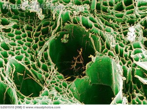 wood_with_dry_rot_fungus_coloured_sem_b2501510